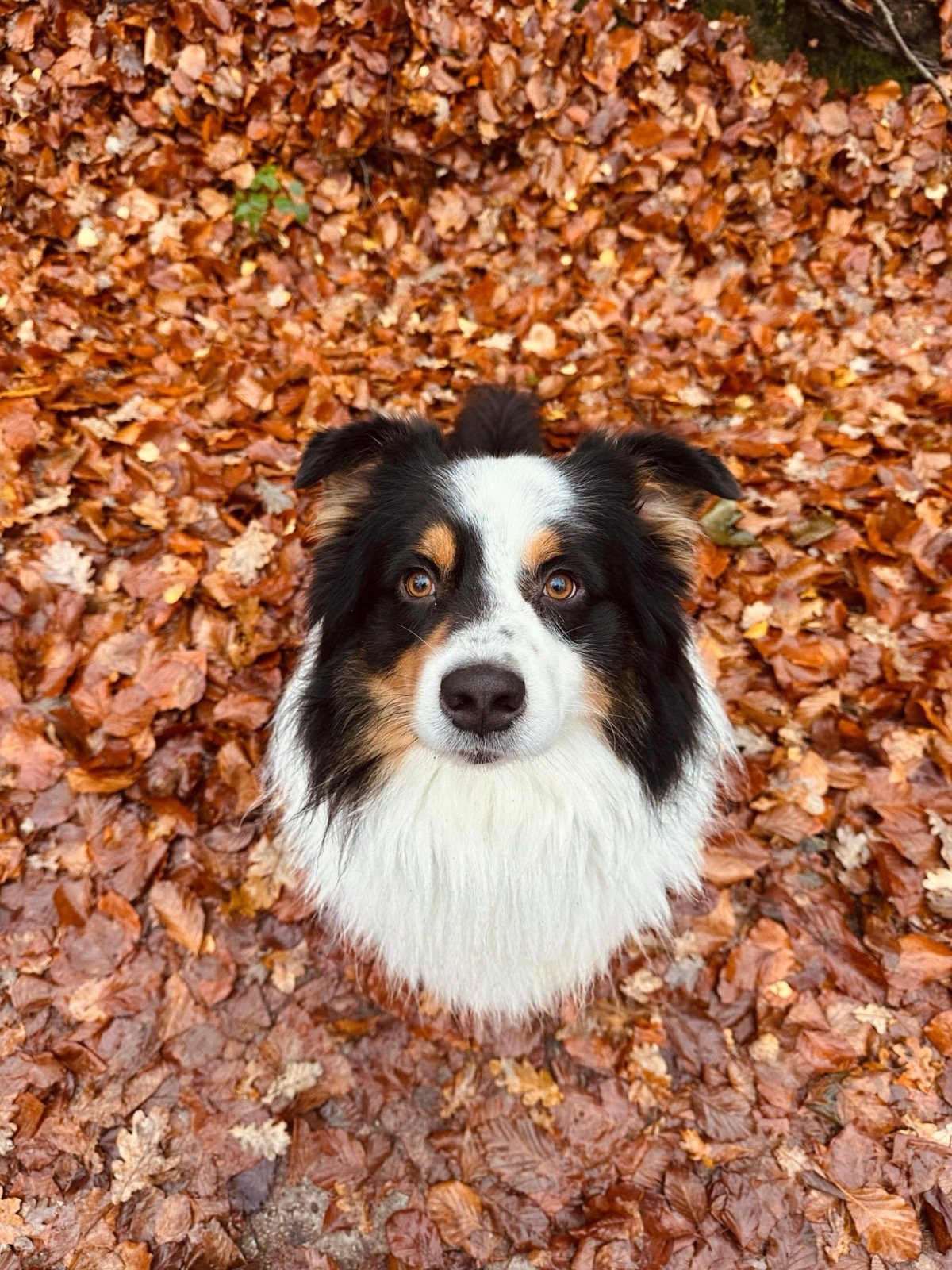 Jim in de herfstbladeren