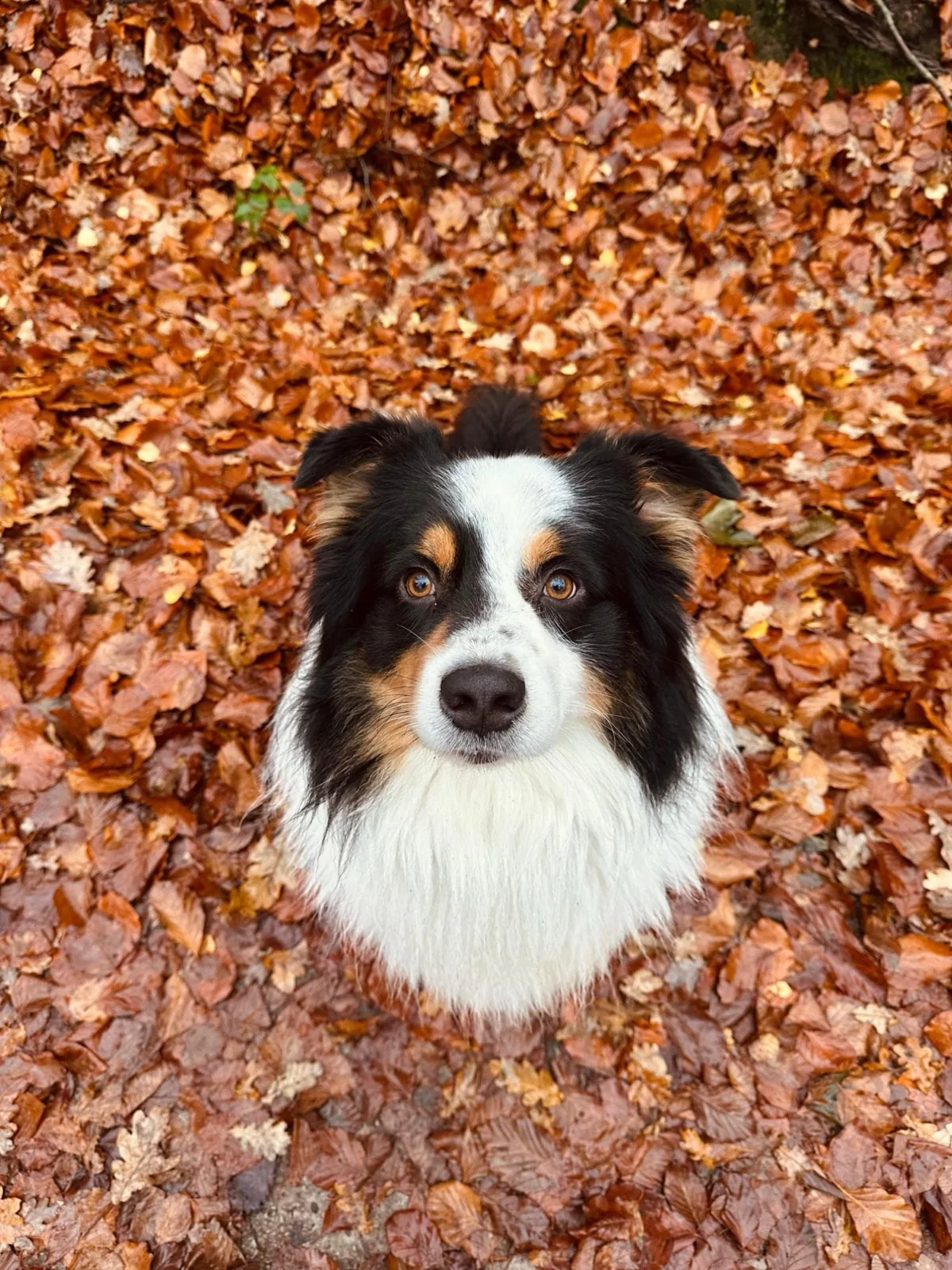 Jim in de herfstbladeren