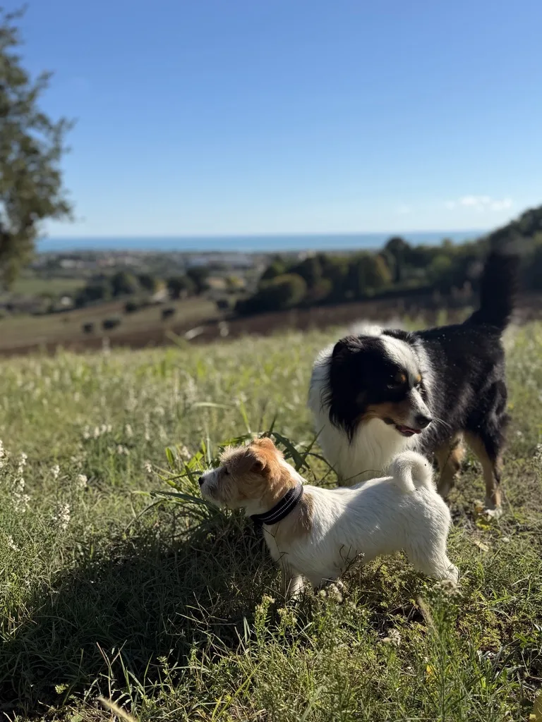 Jim met een jonge jack russell in het gras